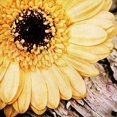 thumbnail image 2 of Aldridge, Ashley 12x12 Black Modern Framed Museum Art Print Titled - Yellow Gerbera Daisy, 2 of 4