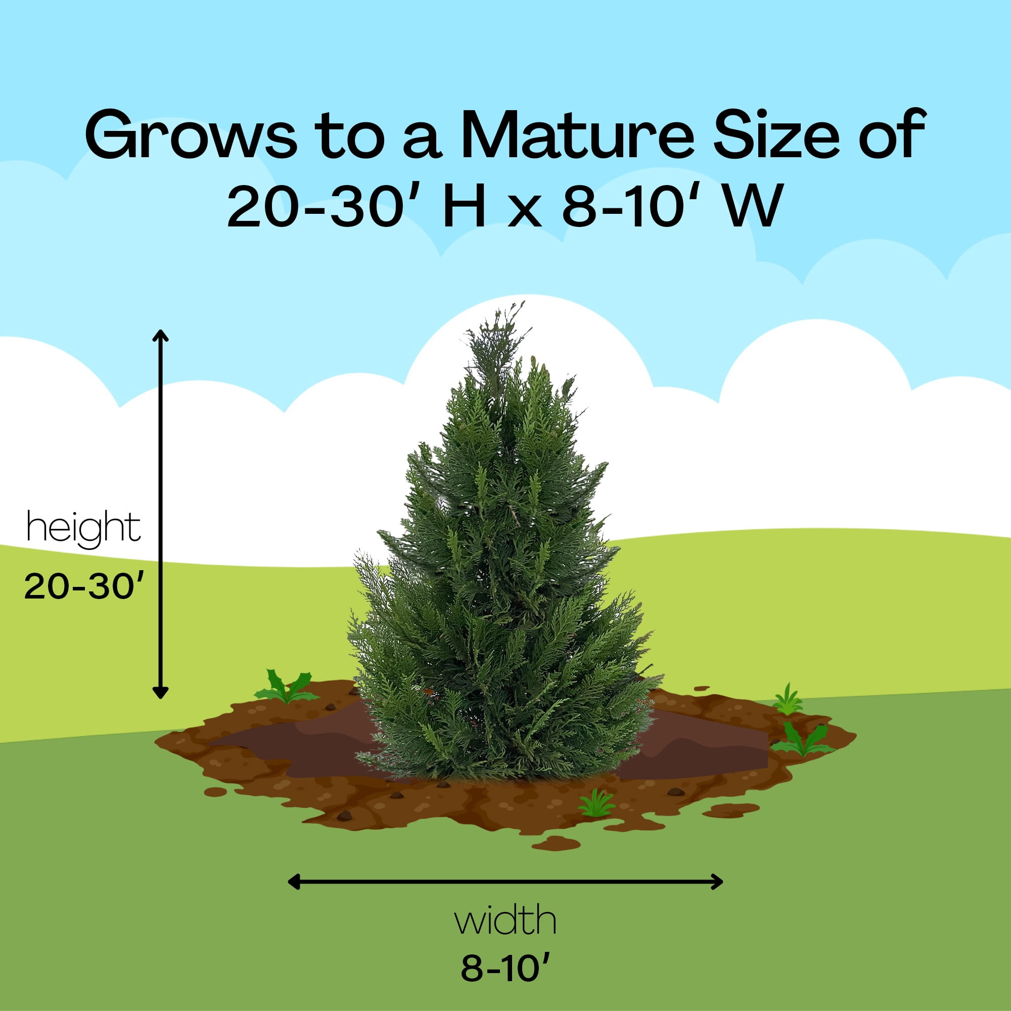 Expert Gardener 2.25 Gallon Leyland Cypress Evergreen Live Shrub