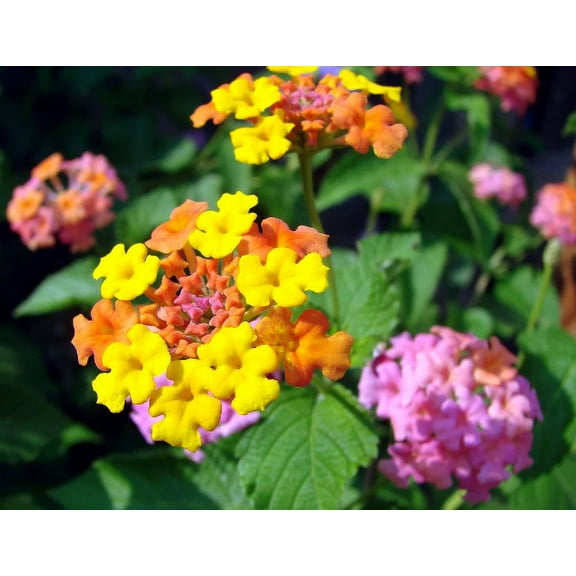3 Miss Huff Lantana Camara Flowers Cold Hardy-Natural Mosquito Repellant-Attract Hummingbirds & Butterflies-3.5 inch Pots
