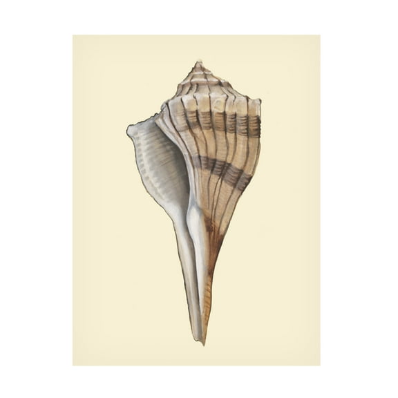 Trademark Fine Art Michael Willett Neutral-Toned Seashells IV Canvas Wall Art
