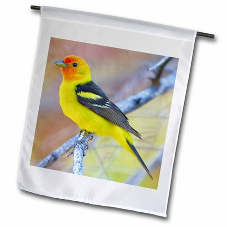 3dRose USA, Washington, Breeding plumage Western Tanager bird - US48 GLU0317 - Gary Luhm - Garden Flag, 12 by