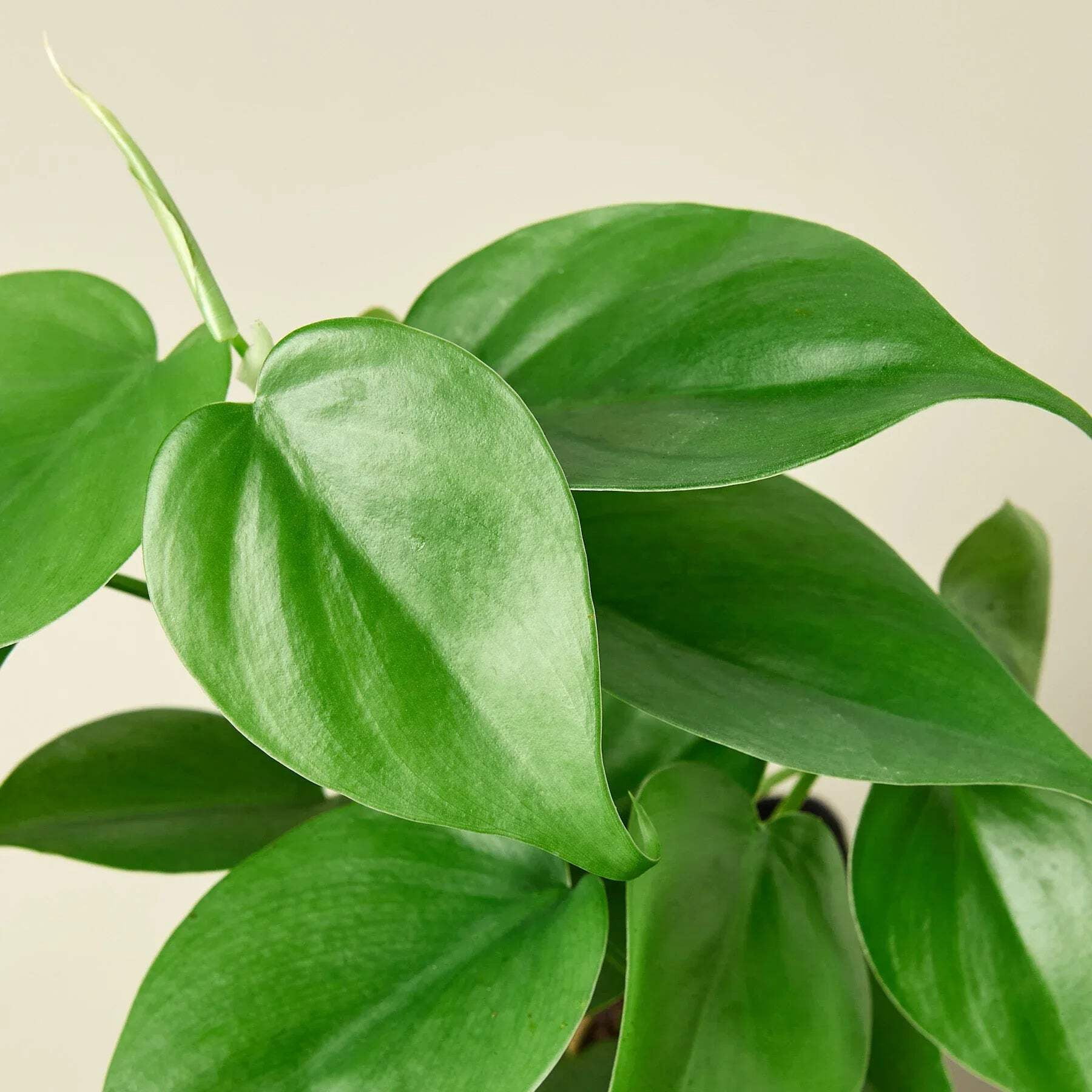 Philodendron Cordatum 'Heartleaf', 6" Pot, Indoor Houseplant, Easy Care, Live Plant for Indoor & Outdoor
