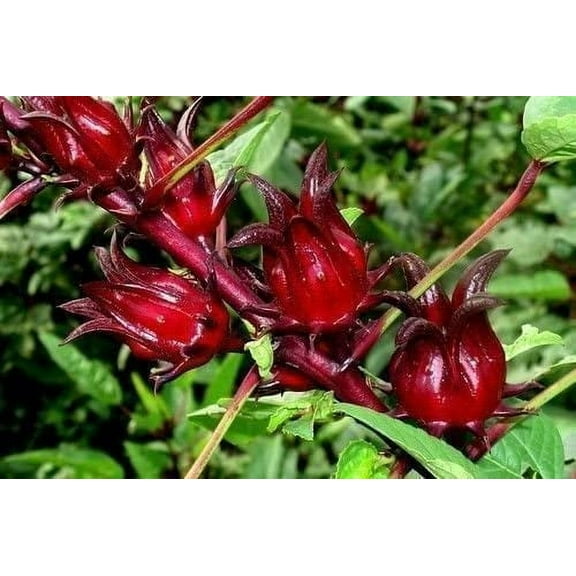 CZ Grain Jamaican Sorrel, Florida Cranberry, Hibiscus Sabdariffa Plant Seeds (50 Pack)