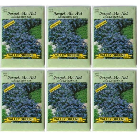 Valley Greene (6 Pack) Heirloom Variety Cynoglossum Blue Forget-Me-Not Flower Seeds 225 mg/package Non GE Seeds