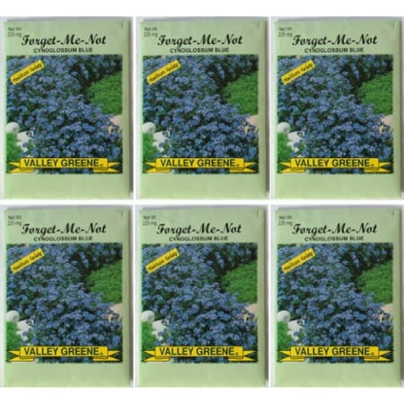 Valley Greene (6 Pack) Heirloom Variety Cynoglossum Blue Forget-Me-Not Flower Seeds 225 mg/package Non GE (Best Heirloom Seed Packages)