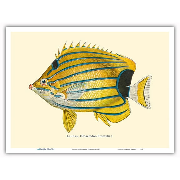 Lauhau (Chaetodon Fremblii) - Hawaiian Bluestripe Butterflyfish - from Fishes of Hawaii - Vintage Hawaiian Color Postcard c.1905 - Master Art Print (Unframed) 9in x 12in