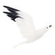 thumbnail image 5 of 2x Ornamento de Pájaro de Gaviota Artificial Adornos de Festivos Figurita Decorativa shamjiam Ave gaviota voladora, 5 of 8