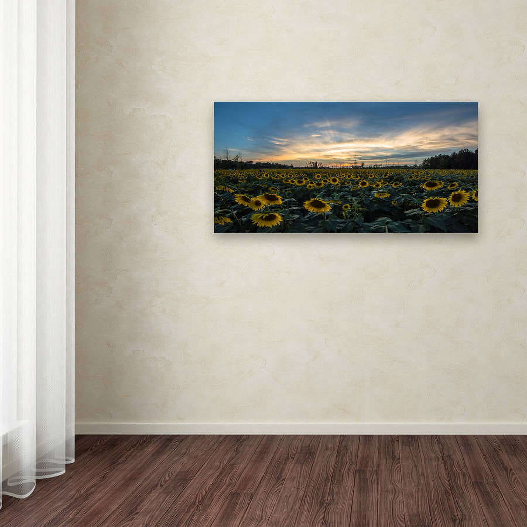 Trademark Fine Art "Sunset Sunflowers" Canvas Art by Kurt Shaffer