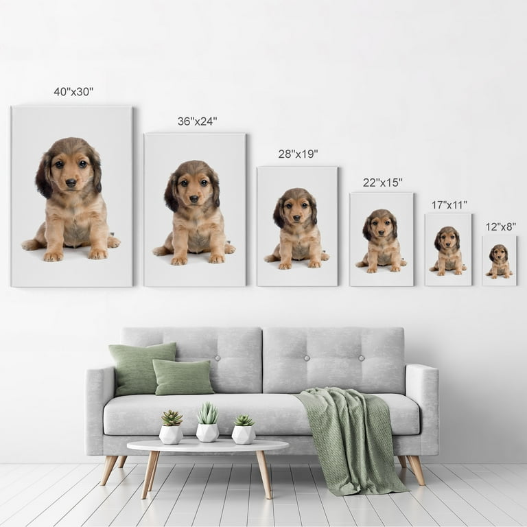 Smile Art Design Portrait of Cute Dachshund Dog Puppy Animal