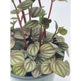 thumbnail image 3 of Peperomia Piccolo Banda, albovittata,4 inch Pot, Rare Mixed Frost peperomia, 3 of 7