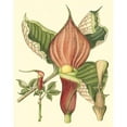 thumbnail image 3 of Unknown 12x14 Black Modern Framed Museum Art Print Titled - Botanical Fantasy I, 3 of 5