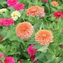 Zinnia Flower Garden Seeds - Dreamland Mixture - Mixed Colors - Packet of 10 Seeds- Annual Flower Gardening Seed - Zinnia elegans