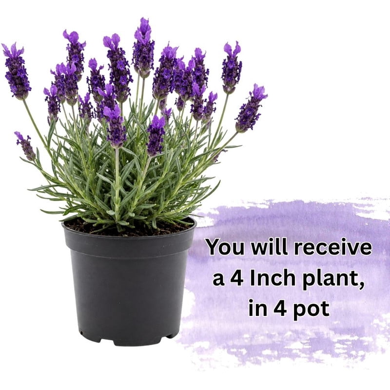 Rosemary Live Herb Plant, 4 to 6 Inch Indoor Outdoor Potted Plant, Perennial Rosemary for Outdoor