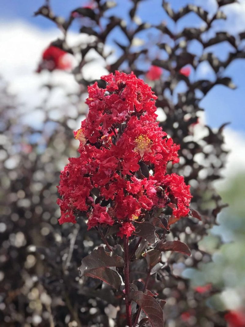 Black Diamond Blooms 18-24 in. tall Radiant Red Crape Myrtle Live Tree in 3-Gallon Grower Pot