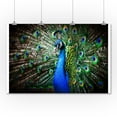 thumbnail image 1 of Beautiful Peacock Photography A-90901 (36x54 Giclee Gallery Print, Wall Decor Travel Poster), 1 of 3