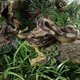 thumbnail image 4 of Juguete de serpiente falsa de goma de simulación, modelo de pitón, accesorios de broma espeluznantes para jardín, 4 of 5