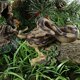 thumbnail image 4 of Juguete de serpiente de goma falsa de simulación, modelo de pitón, accesorios de broma espeluznantes para jardín, 4 of 5
