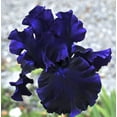 75+Perennial Black Magic Iris DHF10 Flower Seeds to Plant OutdoorIris