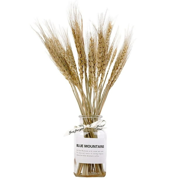 1 juego de flores de hierba, planta seca natural real con decoración de ramo de flores para Orejas de trigo