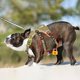 thumbnail image 5 of Arnés para perros HEELE Escape Proof Reflectante Ajustable L, 5 of 7