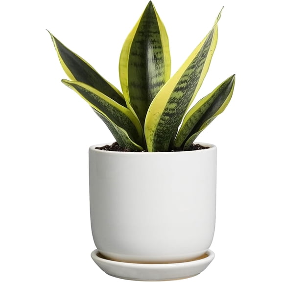Indoor Plant Pot 5 Inch - Round Ceramic Planter for Succulent Plants with Drainage Hole and Saucer, Modern Home Decor, White