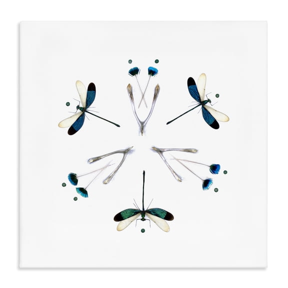 Stupell Industries Eclectic Simple Dragonfly Symmetry Canvas Art, 17 x 17, by Beth Adoette