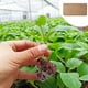 thumbnail image 3 of Xihbxyly Ladrillo de Fibra de Coco, Sustrato de Fibra Natural para Macetas, Alta Tasa de Expansión, Mejora El Crecimiento de Las Plantas, Ideal para Flores y Vegetales, Jardinería En Casa y Oficina,, 3 of 4