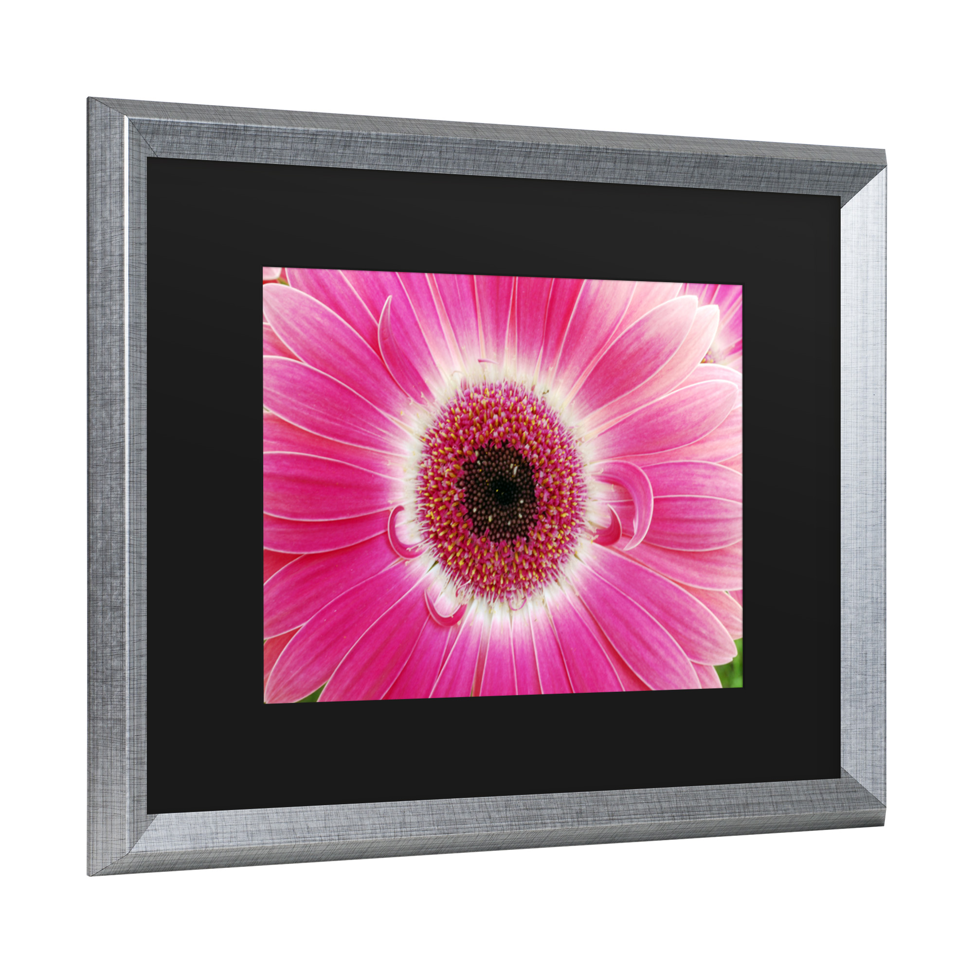 Trademark Fine Art 'Pink Gerber' Canvas Art by Kurt Shaffer
