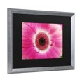 thumbnail image 2 of Trademark Fine Art 'Pink Gerber' Canvas Art by Kurt Shaffer, 2 of 4