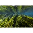 thumbnail image 2 of Texas Wild Rice of the San Marcos River  Texas Poster Print by Jennifer Idol/Stocktrek Images, 2 of 2
