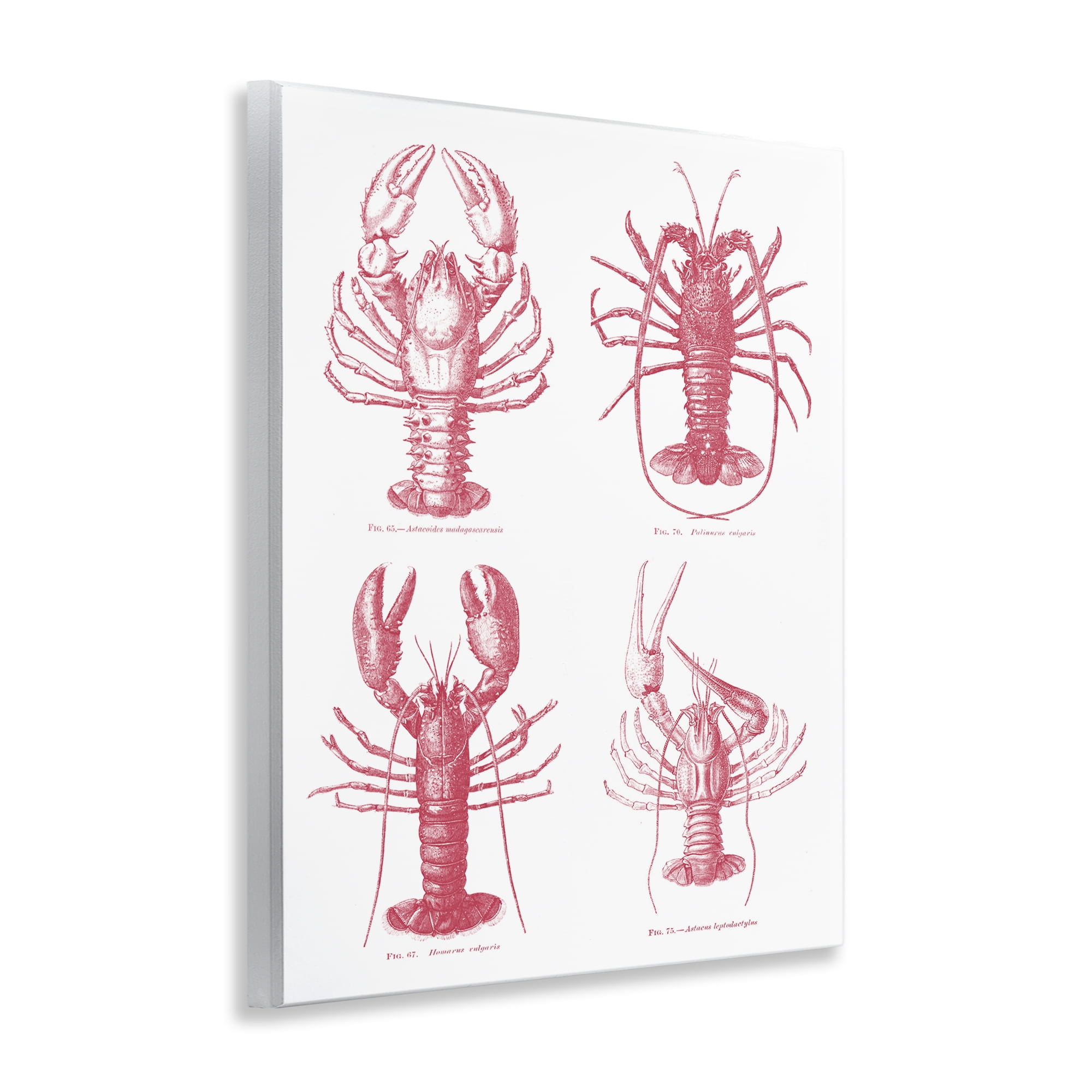 Timeless Lobsters Species Wall Plaque Art, design by Lettered and Lined