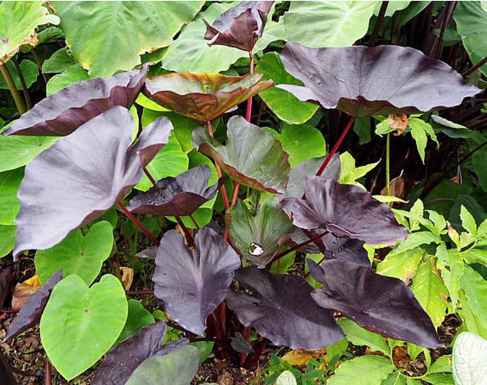 Tea Party Elephant Ear Plant Leaves Look Like a Tea