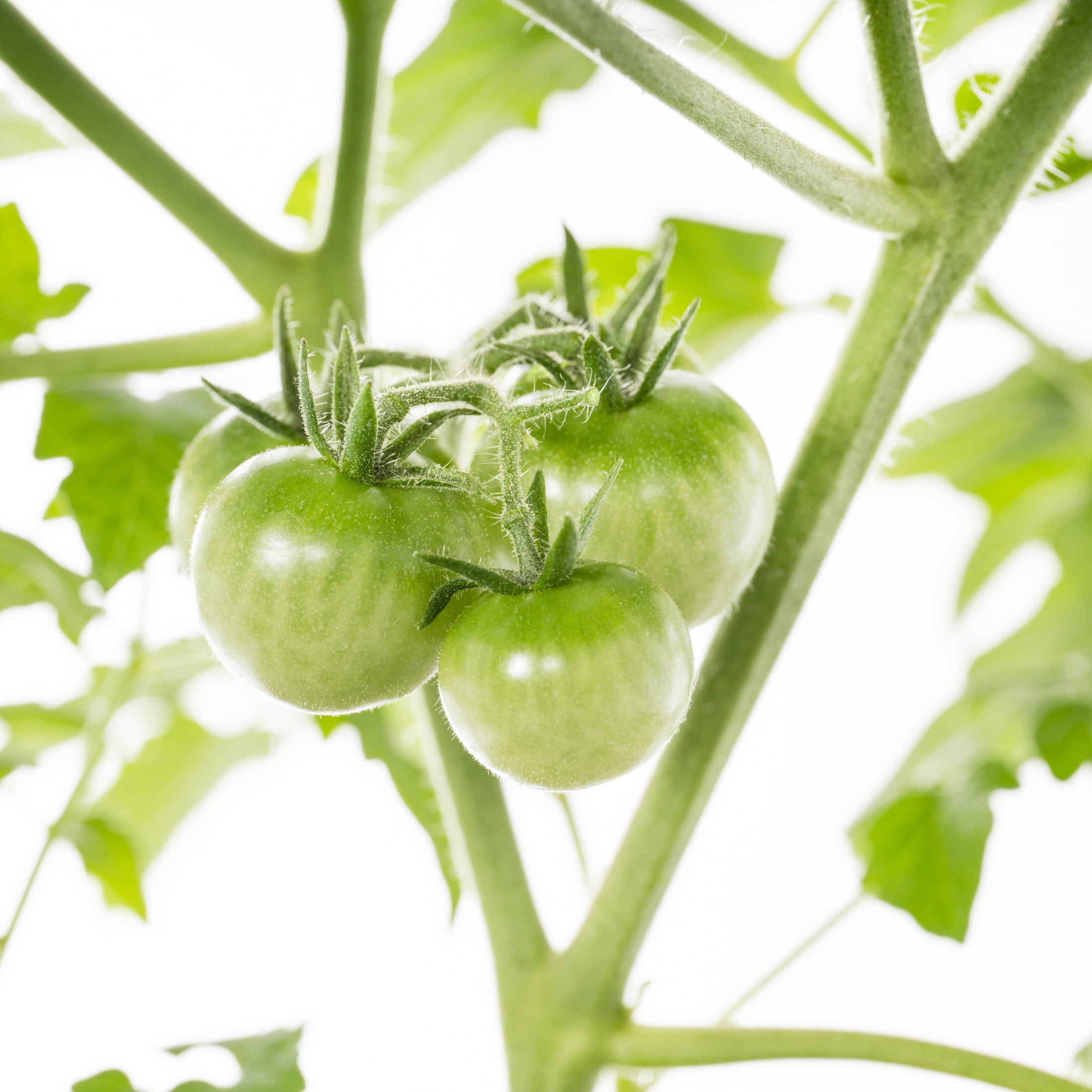Expert Gardener 1PT Cherry Tomatoes, Cucumbers and Sweet Pepper Mix Live Edible Plant, (6-Pack) Full Sun