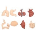 thumbnail image 1 of Shisuyan 1 Set of Professional Human Internal Organs Models School Teaching Aids, 1 of 8