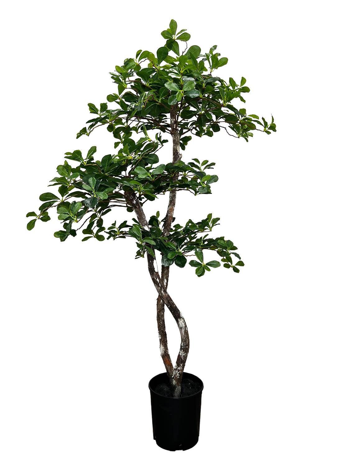 Fresh Italian Black Olive Leaf 5' Artificial Tree