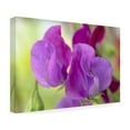 thumbnail image 4 of Trademark Fine Art 'Two Sweet Pea Flowers' Canvas Art by Cora Niele, 4 of 4
