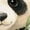 AA-White, variant on Inktastic Adorable Panda with Bamboo Illustration Youth T-Shirt