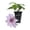 1 Plant, variant on Clematis Ithemba - 1 Live Starter Plant - Delicate Beautiful Classic Elegant Lavender Flowering Vine