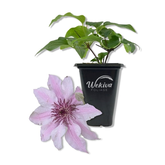 Clematis Ithemba - 1 Live Starter Plant - Delicate Beautiful Classic Elegant Lavender Flowering Vine