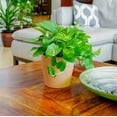thumbnail image 2 of United Nursery Golden Pothos Epipremnum Aureum Devils Ivy Plant Live Indoor Outdoor House Plant Ships in 6" Grower Pot, 2 of 5