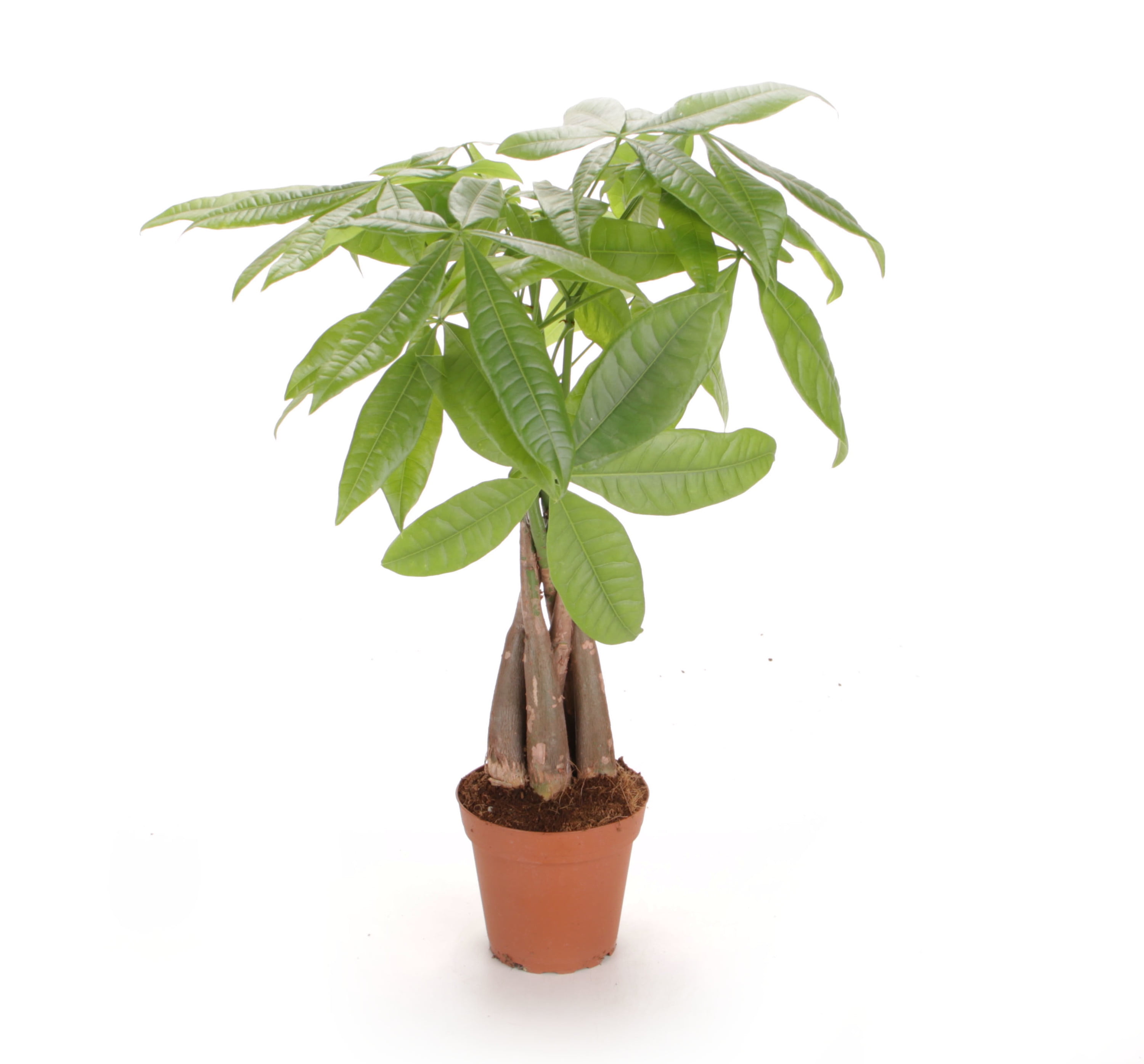 costa farms live indoor 16in. tall green money tree; medium, indirect light  plant in 5in. grower pot