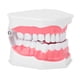 thumbnail image 3 of Modelo de diente dental para estudio de demostración oral para adultos, herramienta de enseñanza para dentistas con cepillo, 3 of 15