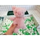 thumbnail image 2 of Ins - Juguetes de peluche para bebés Muñeca suave Cerdo Pingüino Elefante Animal relleno Niños Regalo de cumpleaños zhangyuxiang LED, 2 of 2