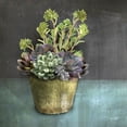 thumbnail image 2 of House Fenway 26x26 White Modern Wood Framed Museum Art Print Titled - Succulents, 2 of 4