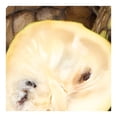 thumbnail image 3 of Chirimoya por kilo, 3 of 4
