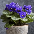 thumbnail image 4 of Live African Violet Plant in 4" Pot, Blue Blooms, Colorful Flowering Houseplant for Planting Indoors, 4 of 5