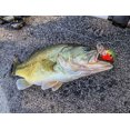thumbnail image 4 of BANDIT LURES BANDIT DR 1/4 2 BATCH BASSE BDT201, 4 of 5