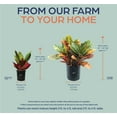 thumbnail image 3 of Nature's Way Farms Croton Petra Live Plant (25-30 in. Tall) in Growers Pot, 3 of 5