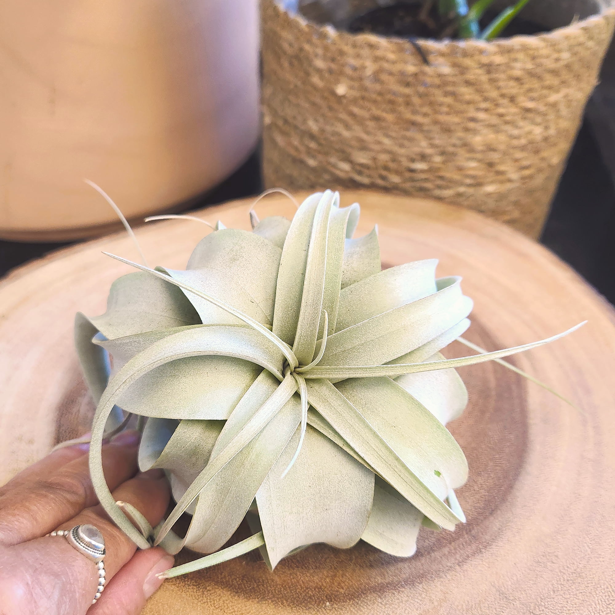 Altman Plants Large Tillandsia Xerographica Live Air Plant (3 Pack)