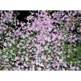 thumbnail image 2 of 100 PINK FAIRY PRIMROSE Primula Malacoides Baby Primrose Shade Houseplant Flower Seeds, 2 of 7